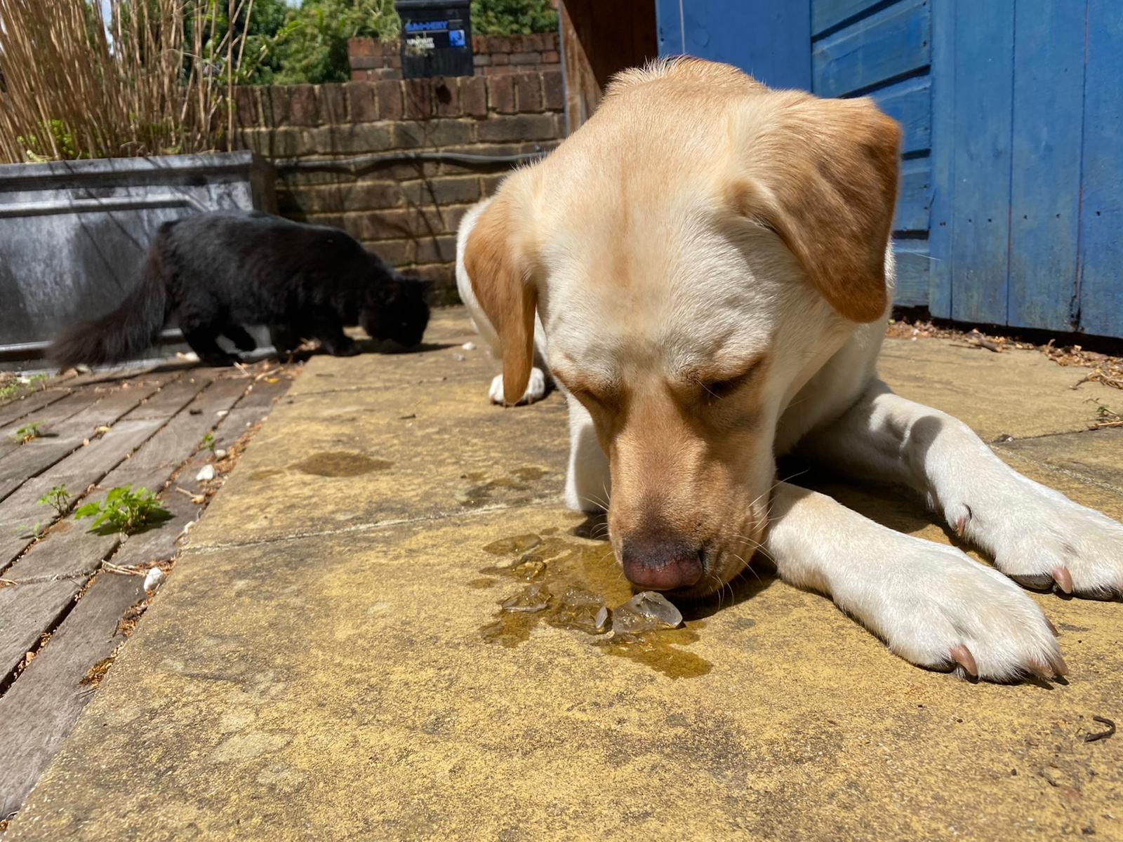 is-it-safe-to-give-your-dog-ice-cubes